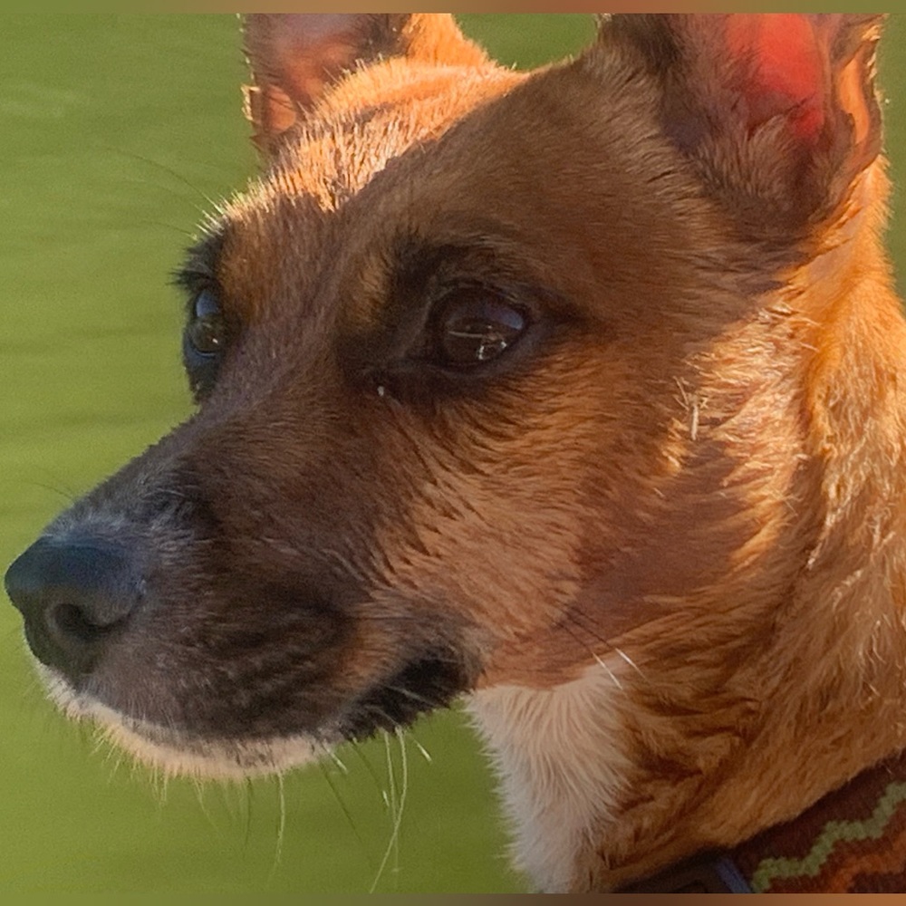 Meet your Posher, Mya